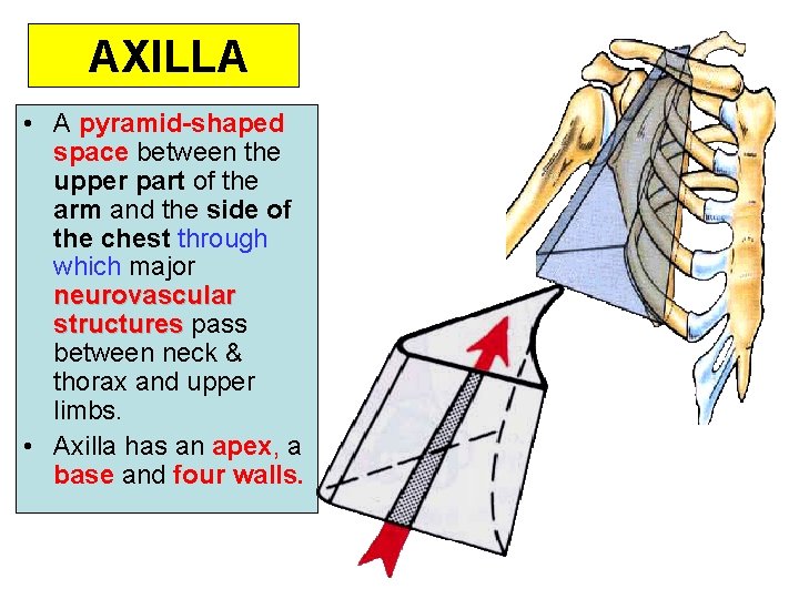 AXILLA • A pyramid-shaped space between the upper part of the arm and the