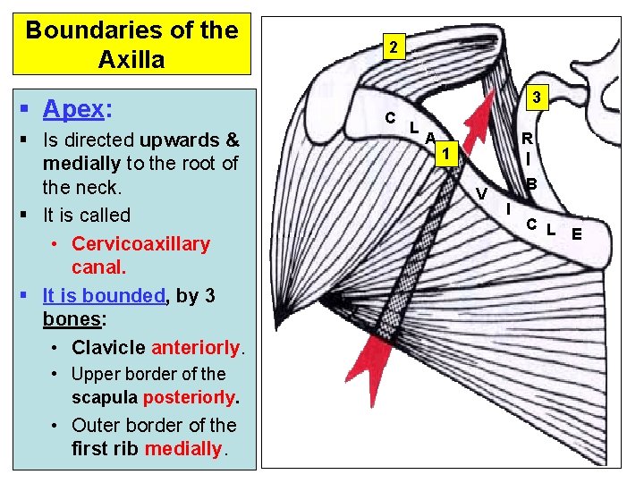 Boundaries of the Axilla § Apex: § Is directed upwards & medially to the