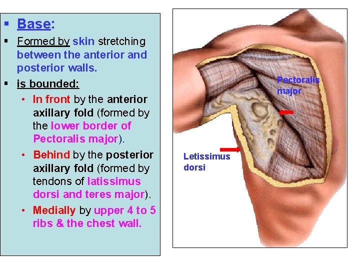 § Base: § Formed by skin stretching between the anterior and posterior walls. §