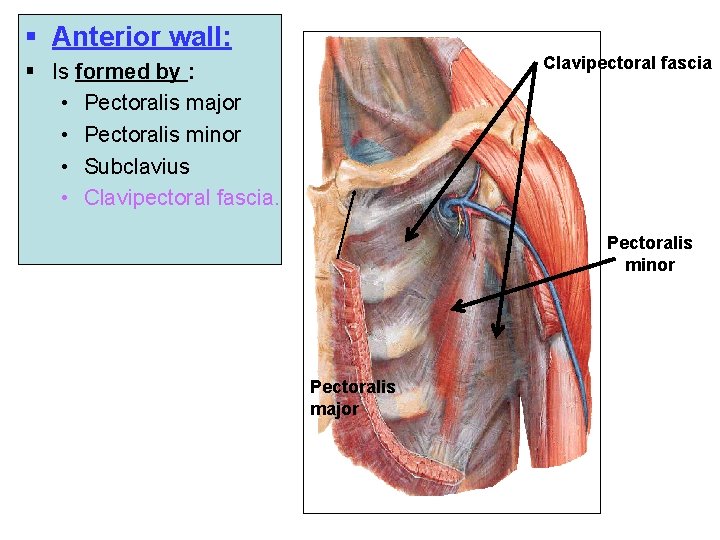 § Anterior wall: Clavipectoral fascia § Is formed by : • Pectoralis major •