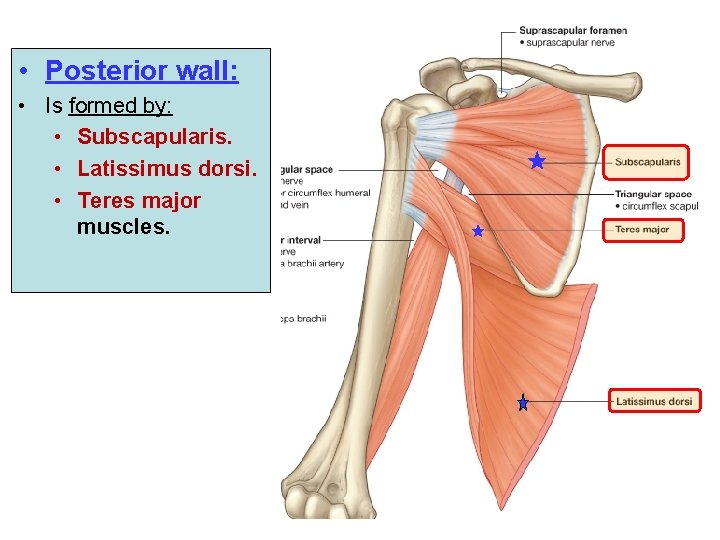  • Posterior wall: • Is formed by: • Subscapularis. • Latissimus dorsi. •