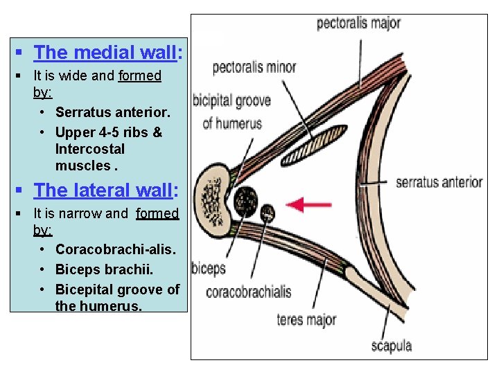 § The medial wall: § It is wide and formed by: • Serratus anterior.