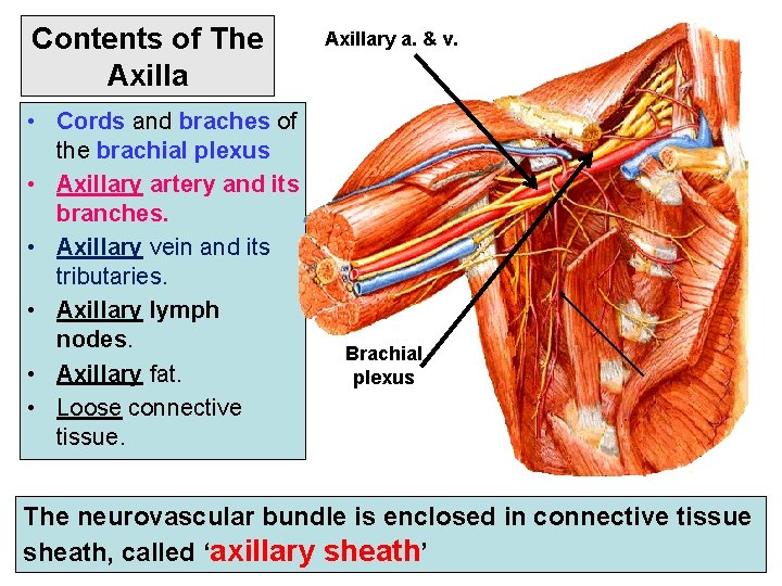 Contents of The Axilla • Cords and braches of the brachial plexus • Axillary