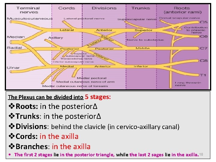 The Plexus can be divided into 5 stages: v. Roots: in the posterior∆ v.