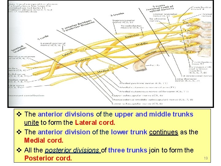 v The anterior divisions of the upper and middle trunks unite to form the