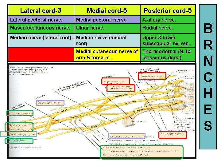 Lateral cord-3 Medial cord-5 Lateral pectoral nerve. Medial pectoral nerve. Axillary nerve. Musculocutaneous nerve.