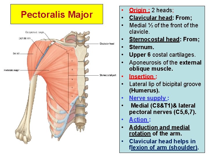 Pectoralis Major • Origin : 2 heads; • Clavicular head: From; • Medial ½