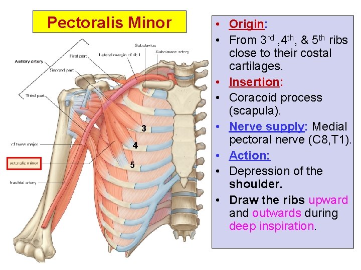 Pectoralis Minor 3 4 5 • Origin: • From 3 rd , 4 th,