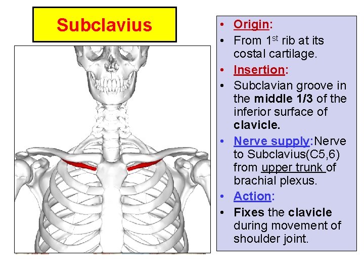 Subclavius • Origin: • From 1 st rib at its costal cartilage. • Insertion: