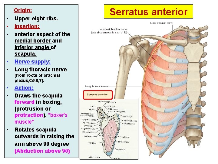  • • • Origin: Upper eight ribs. Insertion: anterior aspect of the medial