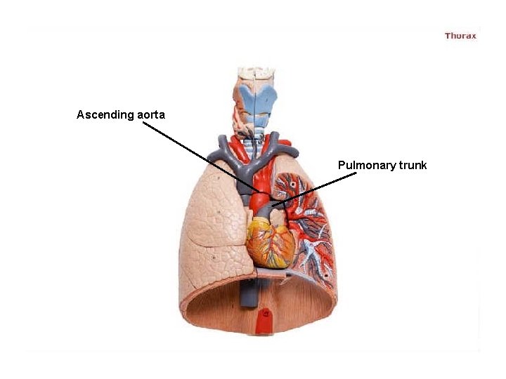Ascending aorta Pulmonary trunk 