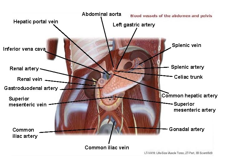 Abdominal aorta Hepatic portal vein Left gastric artery Splenic vein Inferior vena cava Splenic