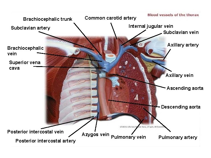 Brachiocephalic trunk Common carotid artery Internal jugular vein Subclavian artery Axillary artery Brachiocephalic vein