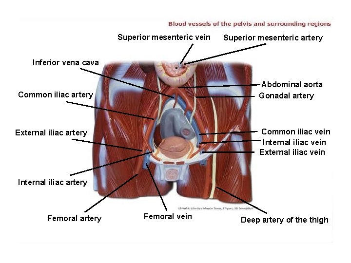 Superior mesenteric vein Superior mesenteric artery Inferior vena cava Abdominal aorta Gonadal artery Common