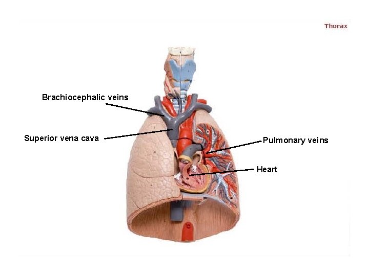 Brachiocephalic veins Superior vena cava Pulmonary veins Heart 