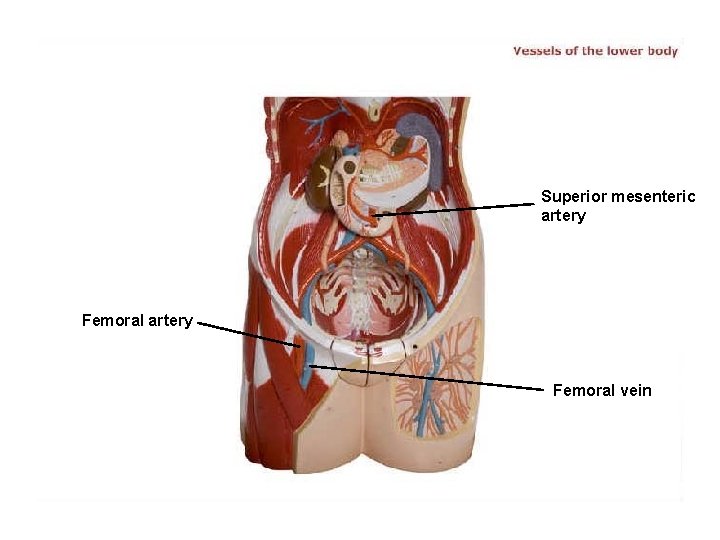 Superior mesenteric artery Femoral vein 