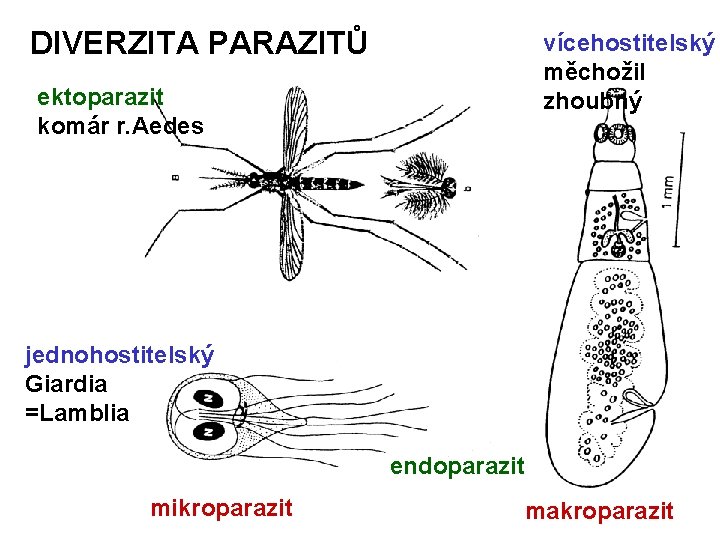 DIVERZITA PARAZITŮ vícehostitelský měchožil zhoubný ektoparazit komár r. Aedes jednohostitelský Giardia =Lamblia endoparazit mikroparazit
