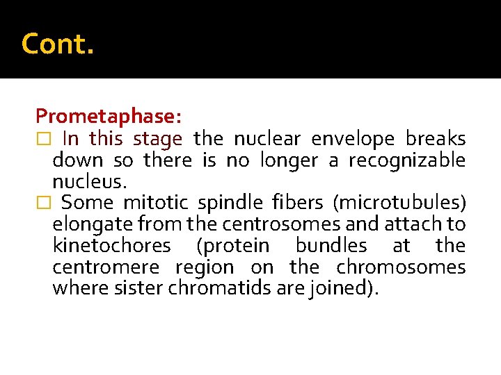 Cont. Prometaphase: � In this stage the nuclear envelope breaks down so there is