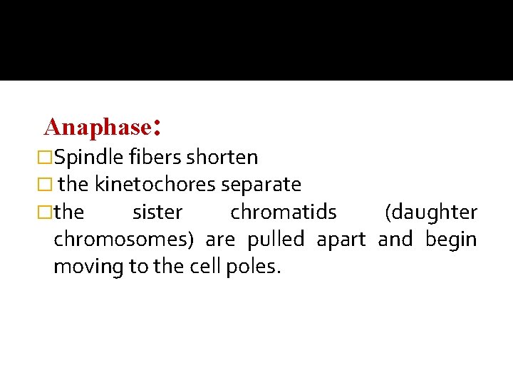 Anaphase: �Spindle fibers shorten � the kinetochores separate �the sister chromatids (daughter chromosomes) are