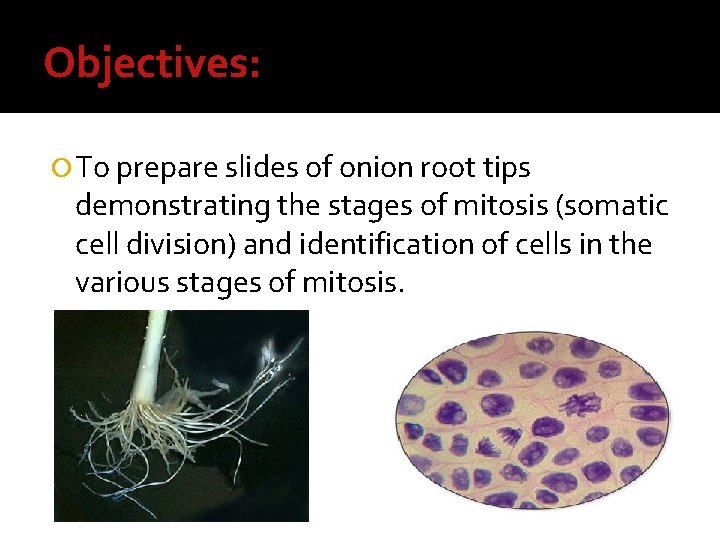 Objectives: To prepare slides of onion root tips demonstrating the stages of mitosis (somatic