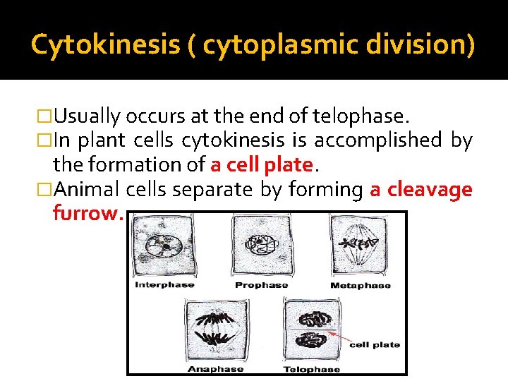 Cytokinesis ( cytoplasmic division) �Usually occurs at the end of telophase. �In plant cells