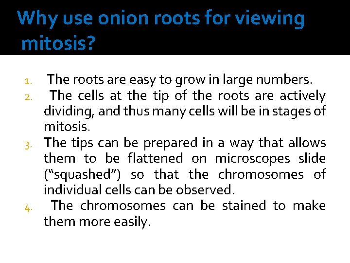 Why use onion roots for viewing mitosis? The roots are easy to grow in