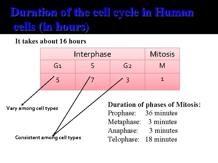 Duration of the cell cycle in Human cells (in hours) It takes about 16