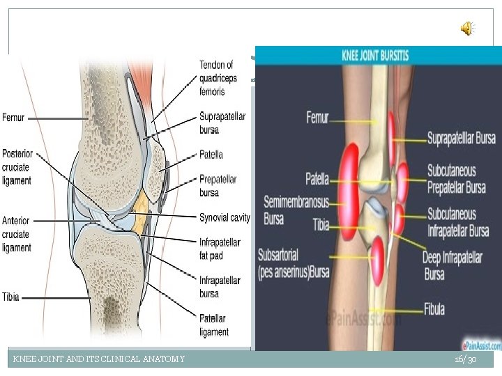 KNEE JOINT AND ITS CLINICAL ANATOMY 16/30 