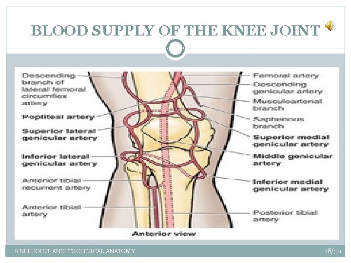 BLOOD SUPPLY OF THE KNEE JOINT AND ITS CLINICAL ANATOMY 18/30 