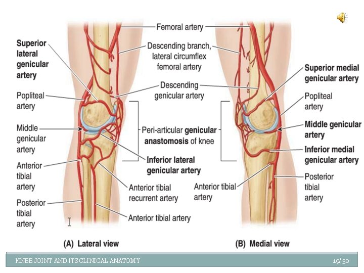 KNEE JOINT AND ITS CLINICAL ANATOMY 19/30 