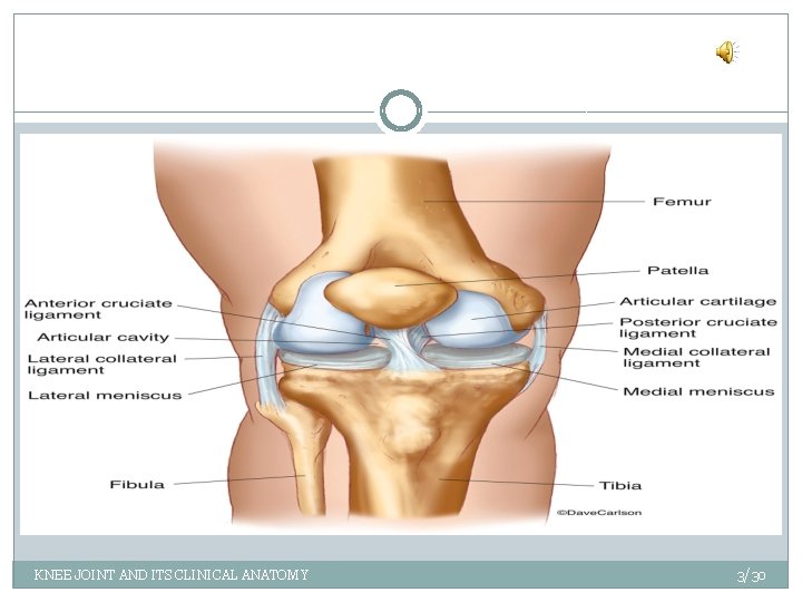 KNEE JOINT AND ITS CLINICAL ANATOMY 3/30 