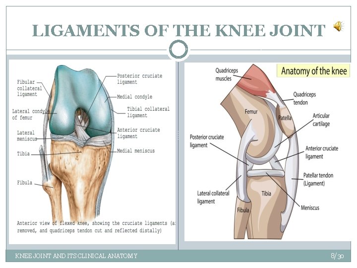 LIGAMENTS OF THE KNEE JOINT AND ITS CLINICAL ANATOMY 8/30 