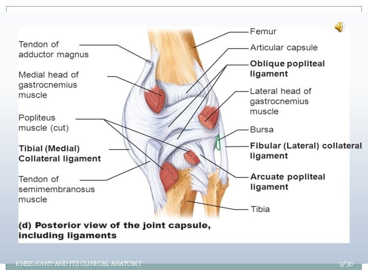 ` KNEE JOINT AND ITS CLINICAL ANATOMY 9/30 