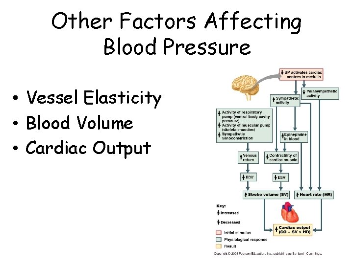 Other Factors Affecting Blood Pressure • Vessel Elasticity • Blood Volume • Cardiac Output