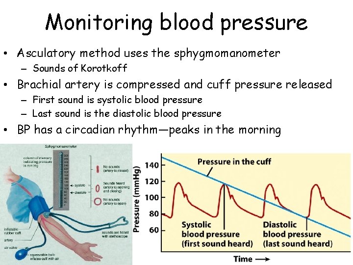 Monitoring blood pressure • Asculatory method uses the sphygmomanometer – Sounds of Korotkoff •