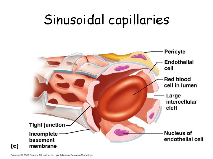 Sinusoidal capillaries Sinusoidal capillaries