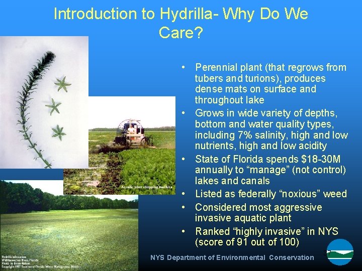 Introduction to Hydrilla- Why Do We Care? • Perennial plant (that regrows from tubers