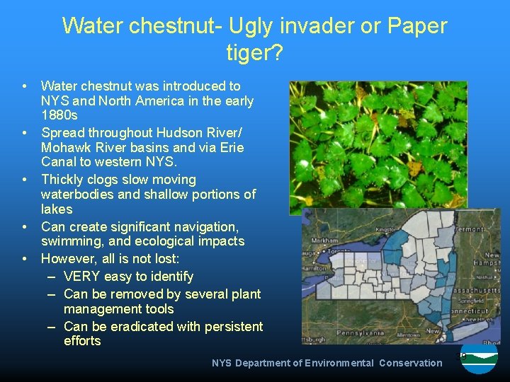 Water chestnut- Ugly invader or Paper tiger? • • • Water chestnut was introduced