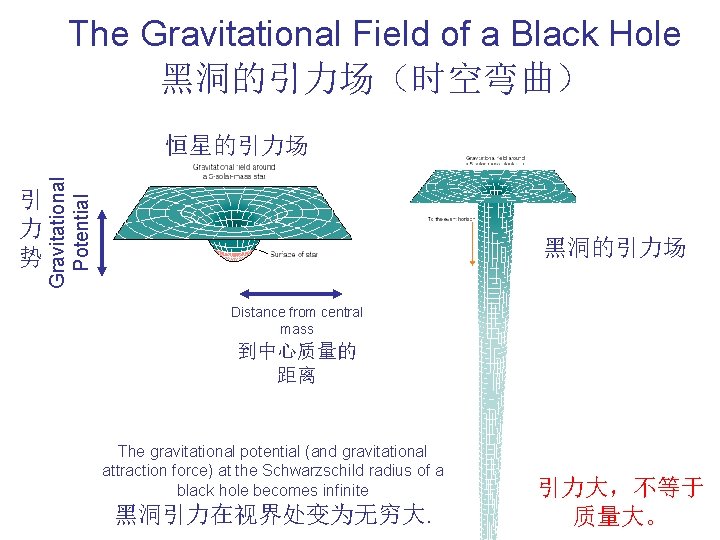 The Gravitational Field of a Black Hole 黑洞的引力场（时空弯曲） 引 力 势 Gravitational Potential 恒星的引力场