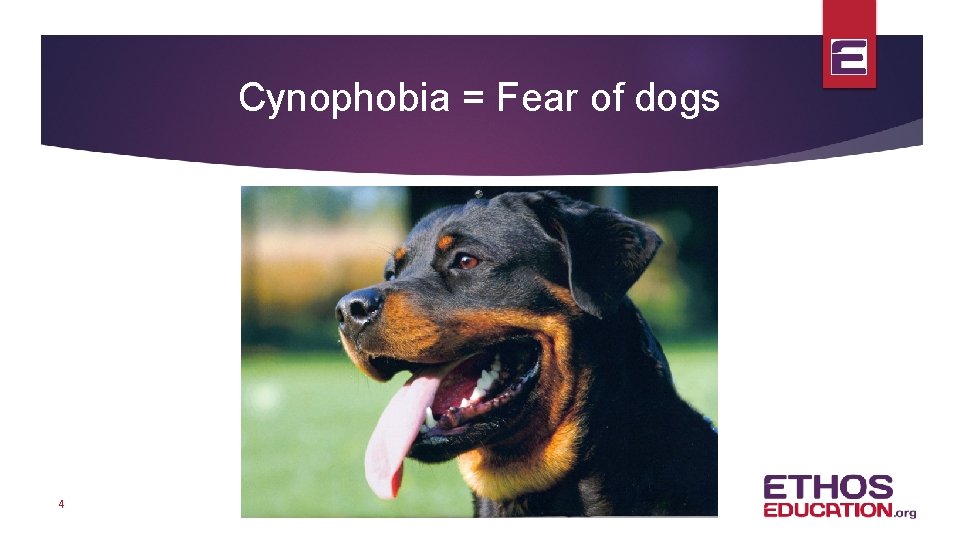 Cynophobia = Fear of dogs 4 