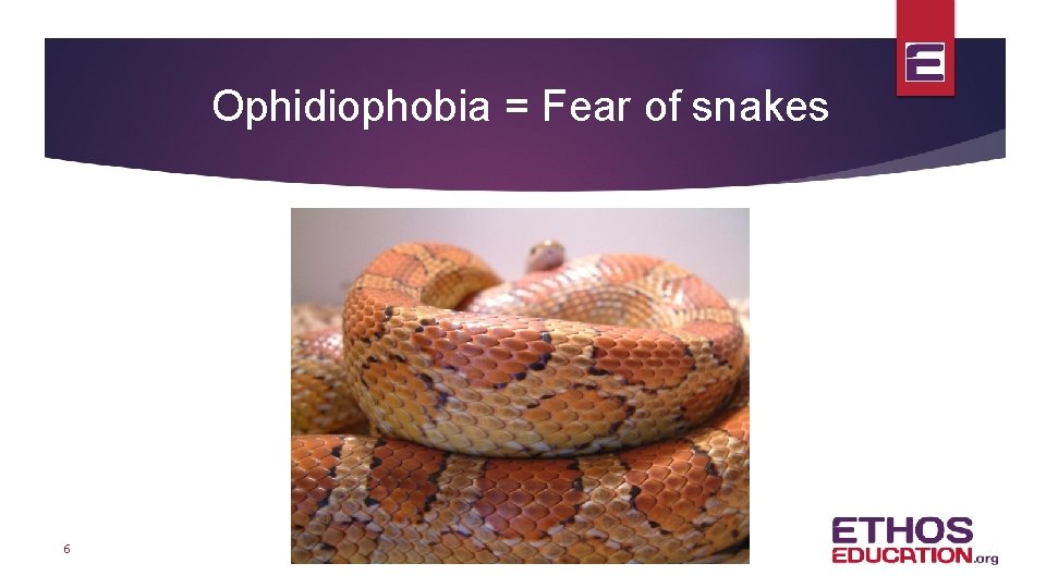 Ophidiophobia = Fear of snakes 6 
