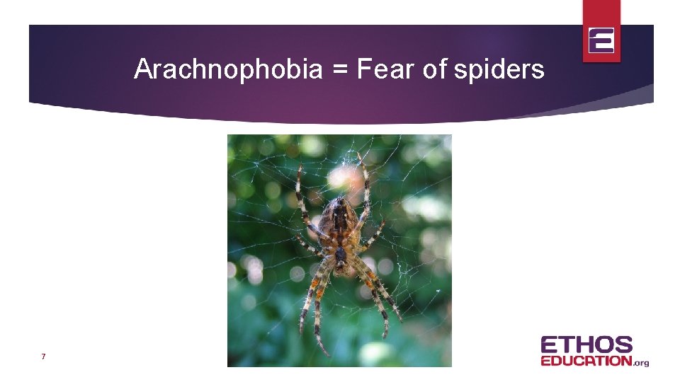 Arachnophobia = Fear of spiders 7 