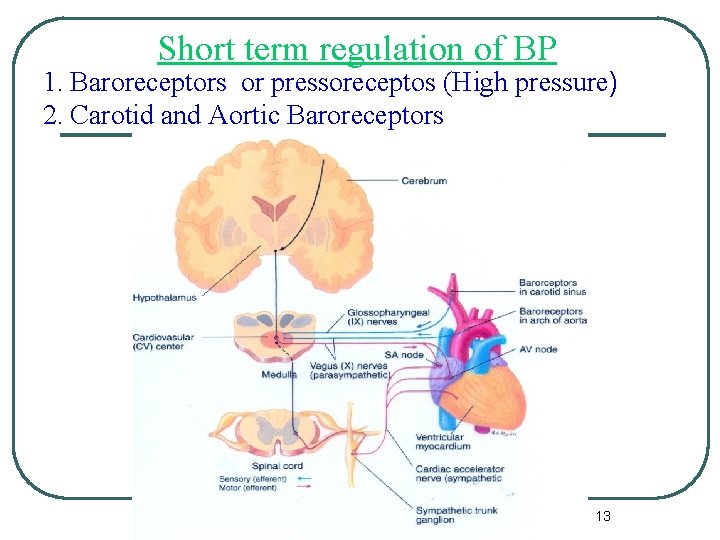 Short term regulation of BP 1. Baroreceptors or pressoreceptos (High pressure) 2. Carotid and