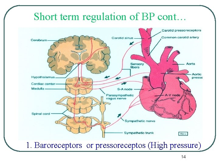 Short term regulation of BP cont… 1. Baroreceptors or pressoreceptos (High pressure) 14 