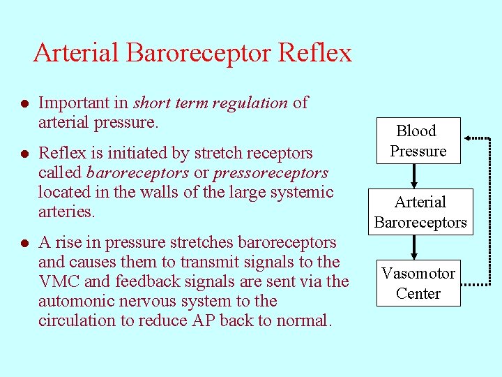 Arterial Baroreceptor Reflex l l l Important in short term regulation of arterial pressure.