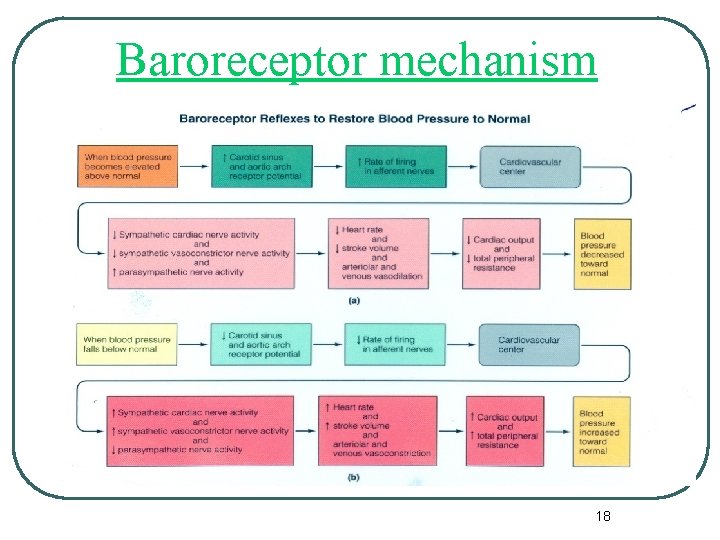 Baroreceptor mechanism 18 