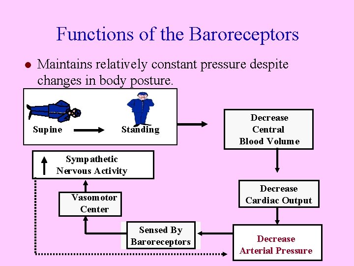 Functions of the Baroreceptors l Maintains relatively constant pressure despite changes in body posture.