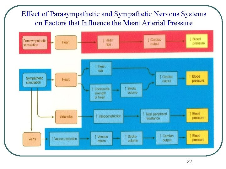 Effect of Parasympathetic and Sympathetic Nervous Systems on Factors that Influence the Mean Arterial