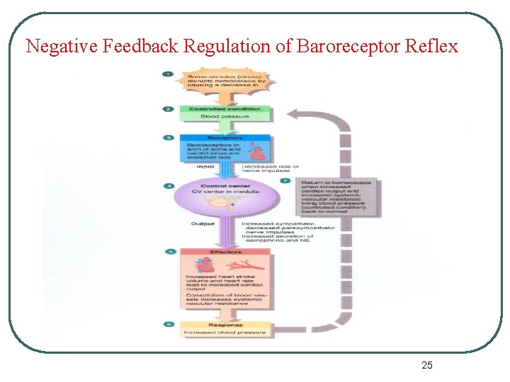 Negative Feedback Regulation of Baroreceptor Reflex 25 