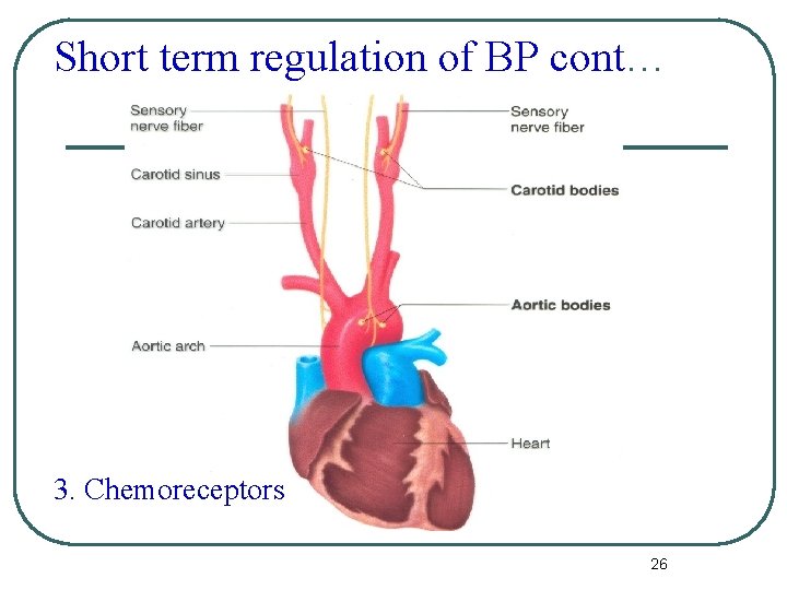 Short term regulation of BP cont… 3. Chemoreceptors 26 